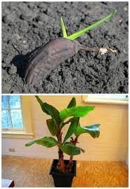 How To Grow Banana Trees In Pots Plants Banana Plants Fruit Garden