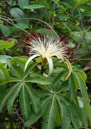 Image result for pachira obrázek