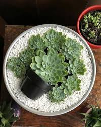 Check spelling or type a new query. Small Garden In A Glass Bowl Arrangements Ideas With Succulent Plants My Desired Home