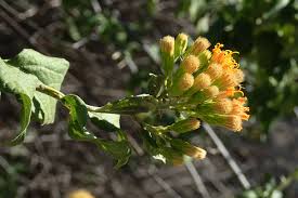 Image result for Distephanus divaricatus