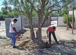 Furthermore, you can plant olive tree in container or pot at any time of year as long as it's the mild climate. Black Gold How To Transplant An Olive Tree Black Gold Garden