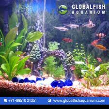 Fish Aquarium Service In Delhi Fish Aquarium Equipments Delhi Fresh Water Fish Tank Tropical Freshwater Fish Tropical Fish Aquarium