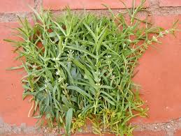 Image result for Enicostema axillare