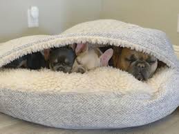 Best pet supplies pet tent. Snoozer Luxury Cozy Cave Dog Bed Show Dog 9 Colors 3 Sizes Cave Dog Bed Dog Bed Cozy Cave Dog Bed