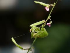 Image result for Pseudarthria