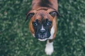 What is the best food to feed a boxer puppy? The 8 Best Dog Food For Boxers In 2020 Dogsrecommend