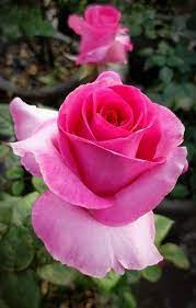 Pin By Pina Pinotti On Rosas Beautiful Roses Amazing Flowers Rose Flower