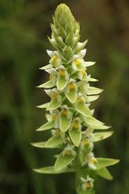 Image result for Satyrium trinerve