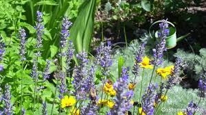 Image result for Lavandula angustifolia Vera