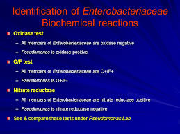 gram negative rods enterobacteriaceae ppt video online