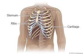 Commonly, the ones that get fractured a lot are the ribs in the middle part of the rib cage. Rib Cage New Mexico