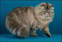 Persian Kittens For Sale-Red Persian kittens-Tortie ...