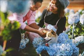 Kết quả hình ảnh cho cẩm tú cầu nhiều màu