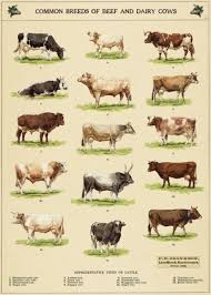Cavallini Co Cow Chart Decorative Paper Sheet Poster Wrap