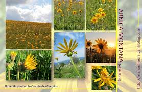 Fleur De Type Fleurs D Humeurs Methode Bach Fleurs De Bach Impatiens Clematis Marion Fleurs
