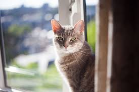 Silent & quiet cat breeds. Will My Cat Jump Off The Balcony Should I Let Him Her On