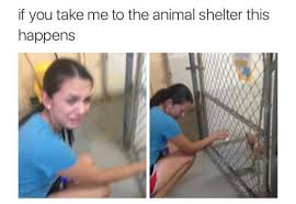 Don T Take Me To Am Animal Shelter Funny Pictures Memes Funny