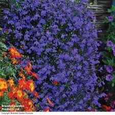 Image result for Lobelia thermalis