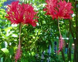 Image result for Hibiscus schizopetalus