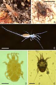 Camels have many adaptations that allow them to live successfully in desert conditions. Miniaturisation In Chelicerata Sciencedirect