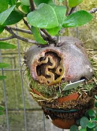 Image result for Eriospermum seineri