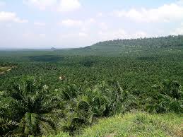 5)where can i buy genetically modified through biotechnology oil palm seeds and how much nursery of the oil palm will start very soon, we have almost finish clearing all the trees on most of the site,we leave some trees beside the stream to. What Is The Problem With Palm Oil Why Should We Care Biofriendly Planet For A Cooler Environment