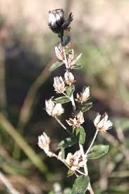 Image result for Vernonanthura