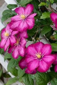 Maybe you would like to learn more about one of these? How To Grow Clematis Add Vertical Flower Power To Your Landscape