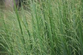 Image result for Panicum novemnerve
