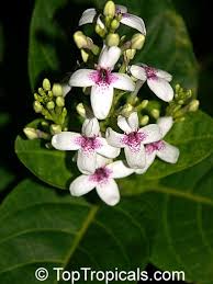 Image result for Pseuderanthemum