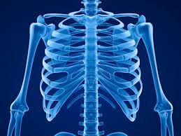 The sternum or breastbone is a long flat bone located in the central part of the chest. Pain Under Right Rib Cage 12 Possible Causes And Treatments