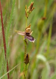 Image result for Neobolusia