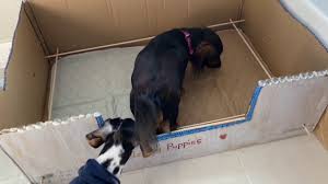It needs guard rails to prevent mom from trampling on the pups. Diy Whelping Box Youtube