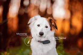911petchipô is a leading provider of pet microchips. Dog Microchip Market 2021 28 Heightened Revenues With Pethealth Homeagain Bayer Avid Identification Systems Datamars Trovan Virbac Animalcare Microchip4solutions Peddymark The Courier