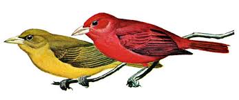 A languid song in southern woods, sounding like a lazy robin, is the voice of the summer tanager. Nature Park Birds Depauw University