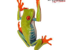 Hgtvremodels shares tips on using certain shades to enliven your space. Best Coloring Pics Red Eyed Tree Frog Coloring Pages Wallpapers Desktop Background