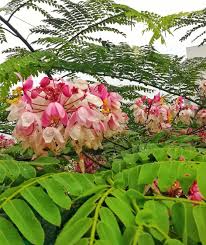 Image result for Cassia agnes