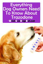 Everything Dog Owners Need To Know About Trazodone Can Dogs Eat Dog Health Care Aggressive Dog