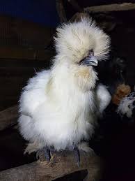 Check spelling or type a new query. Royalty Free Bantam Chickens Photos Free Download Pxfuel
