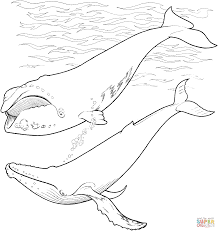 Right Whale And Humpback Whale In The Ocean Whale Coloring Pages Ocean Coloring Pages Animal Coloring Pages