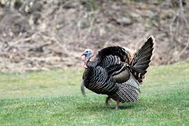 Best Spots And Tips For 2021 Spring Turkey Hunting
