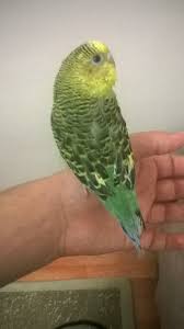 Kusum Ucamiyor Muhabbet Kusu Forumu Muhabbetkusu Com Tr