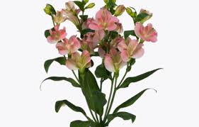Plants from holland buy direct in our webshop and we ship the plants and flowers by air freight worldwide. Alstromerias From Holland Wholesale