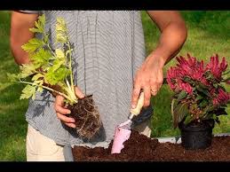Comment Bien Cultiver Le Celeri Rave Et Le Celeri Branche Avec Images Cultiver Celerie Rave Potager