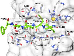 Oct 28, 2019 · the discovery of hiv protease inhibitors revolutionized the management of hiv infection and the course of the disease. Crystallography Identifies Protease Inhibitor Chemviews Magazine Chemistryviews