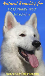 Natural Remedies For Dog Utis Dog Remedies Urinary Tract Infection Dog Uti