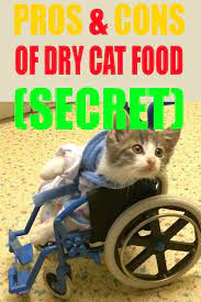 Does Dry Cat Food Go Bad Facts In 2020 Dry Cat Food Cat Food Food Animals