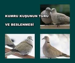 Kumru Kusunun Turu Ve Beslenmesi Bilgiustam