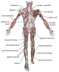 Human muscle system, the muscles of the human body that work the skeletal system, that are under voluntary control, and that are concerned with movement, posture, and balance. Muscle Wikidoc