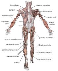 If you know the logic of how a muscle name was derived. Muscle Wikidoc